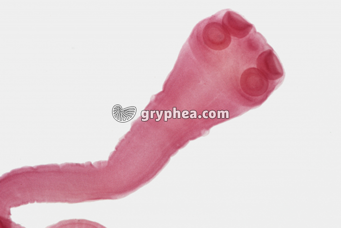 Scolex Taenia saginata x5 - gryphea.com